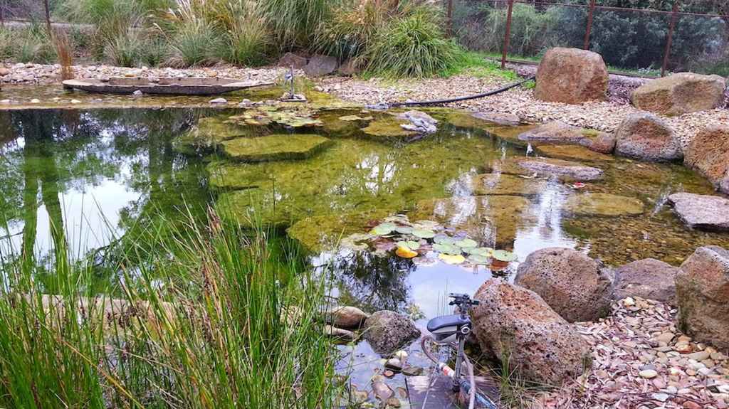 Large swimming recreational pond natural swimming essentials