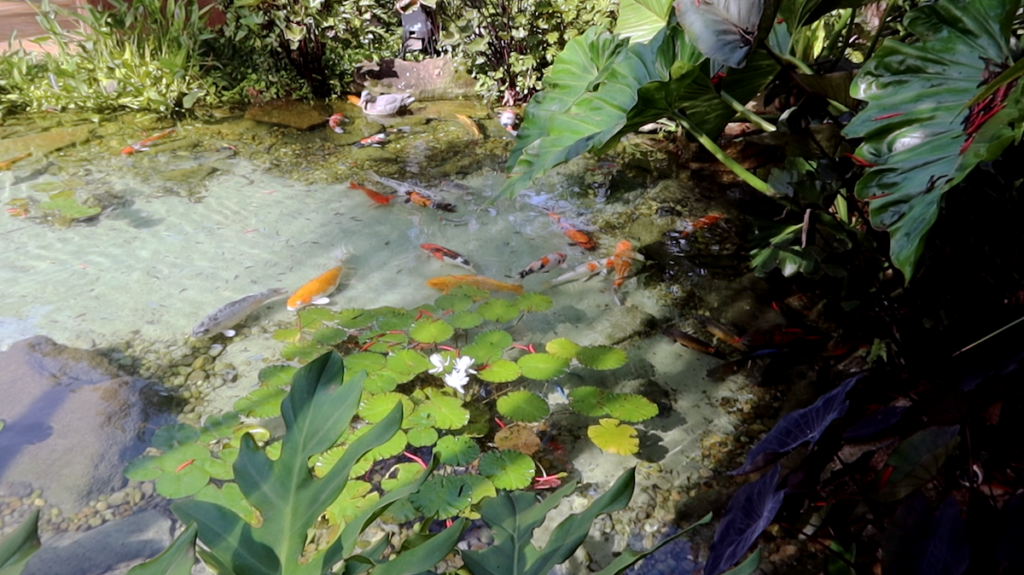 Medium swimming recreational pond natural swimming crystal clear