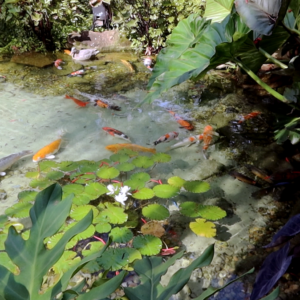 Medium swimming recreational pond natural swimming crystal clear