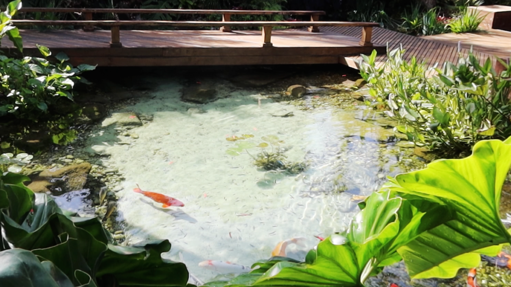 Small swimming recreational pond natural swimming crystal clear