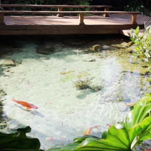 Small swimming recreational pond natural swimming crystal clear