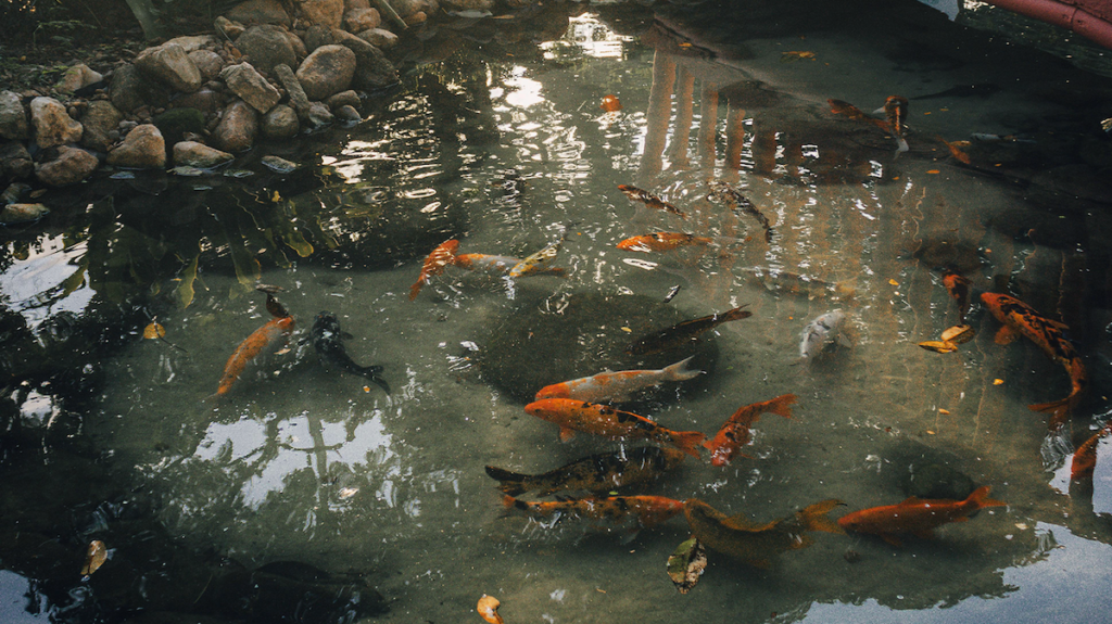 Small swimming recreational pond natural swimming essentials